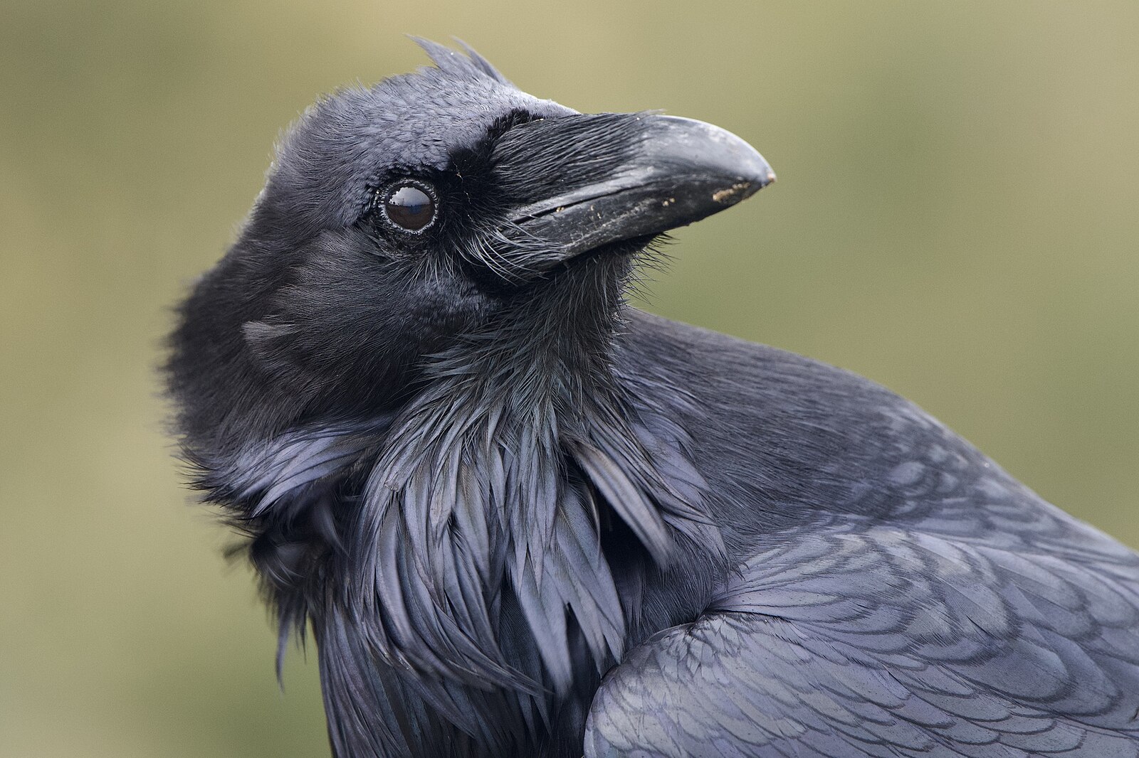 Raven