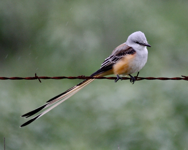 Scissor-tail Flycatcher